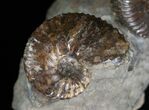 Hoploscaphities Comprimus Ammonite Double #6130-4